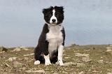 BORDER COLLIE 758